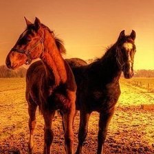 Схема вышивки «лошади»