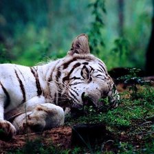 Схема вышивки «тигр3»