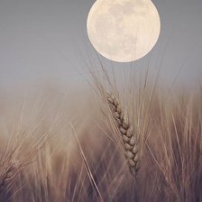 Схема вышивки «русское поле»