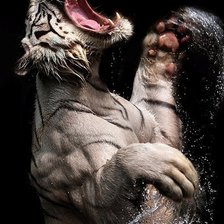 Схема вышивки «тигр4»