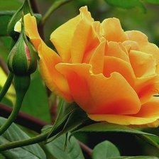 Схема вышивки «желтая роза»