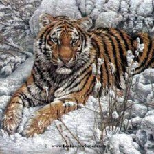 Схема вышивки «Серия "Большие кошки"»