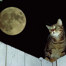 Схема вышивки «Лунный кот»