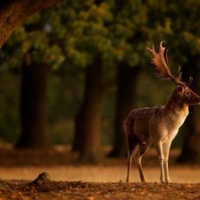 Схема вышивки «Олень в лесу»