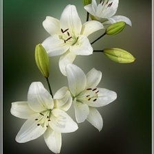 Схема вышивки «Белые лилии»