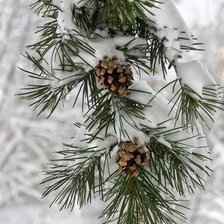 Схема вышивки «Зимой»