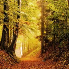 Осенний лес