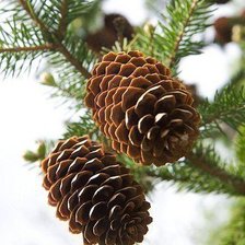 Схема вышивки «Шишки»