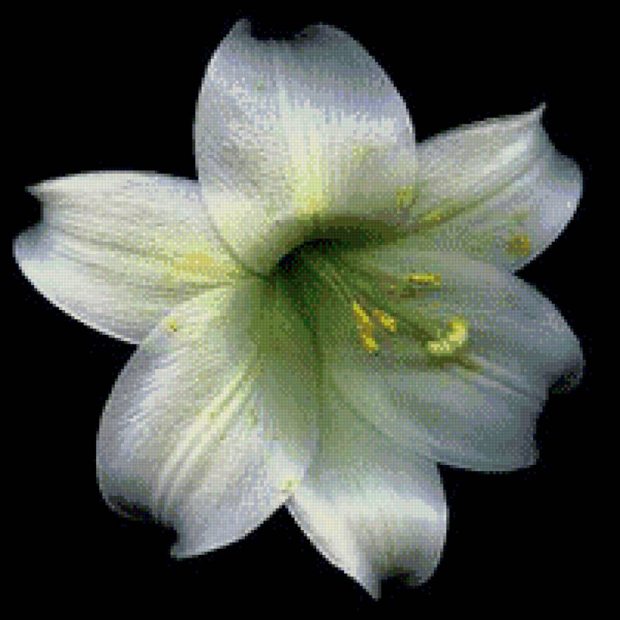 Лилия - цветы - предпросмотр