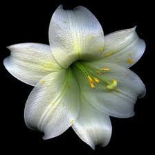 Схема вышивки «Лилия»