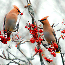 Схема вышивки «свиристели»