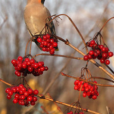 Схема вышивки «Свиристель»