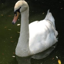 Схема вышивки «лебедь»