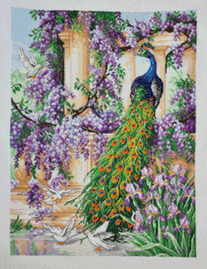 павлин - птицы, картина, животные, павлин - предпросмотр