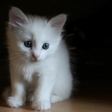 Схема вышивки «Murrr»