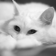 Схема вышивки «Murrr»