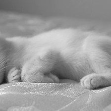 Схема вышивки «Murrr»