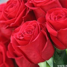 Схема вышивки «царица цветов»