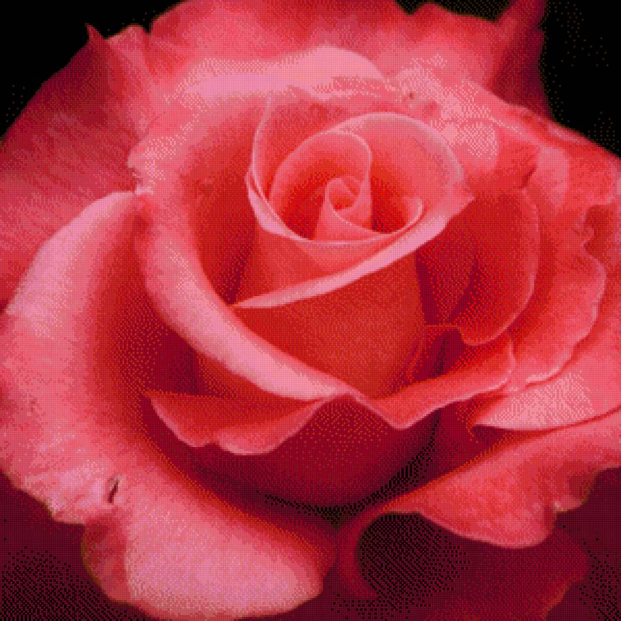 роза - подушки, розы, цветы - предпросмотр