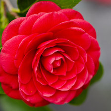 Схема вышивки «роза»