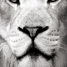 Схема вышивки «Царь зверей»