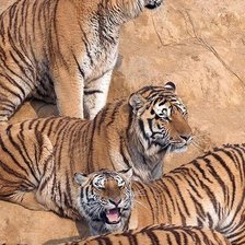 Схема вышивки «№485074»