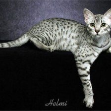 Схема вышивки «Египетская мау»