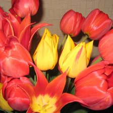 Схема вышивки «Тюльпаны»