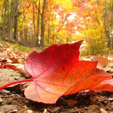 Схема вышивки «Осень»