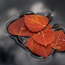 Схема вышивки «Листя»