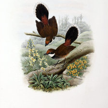 Схема вышивки «Серия "Птички-невелички"»