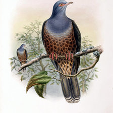 Схема вышивки «Серия "Птички-невелички"»