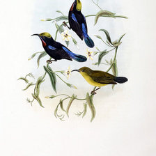 Схема вышивки «Серия "Птички-невелички"»