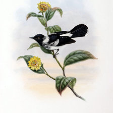 Схема вышивки «Серия "Птички-невелички"»