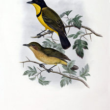 Схема вышивки «Серия "Птички-невелички"»