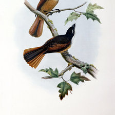 Схема вышивки «Серия "Птички-невелички"»