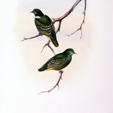 Схема вышивки «Серия "Птички-невелички"»