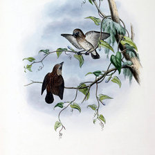 Схема вышивки «Серия "Птички-невелички"»