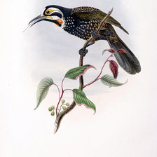 Схема вышивки «Серия "Птички-невелички"»