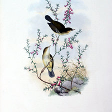 Схема вышивки «Серия "Птички-невелички"»