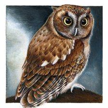 Схема вышивки «сова»