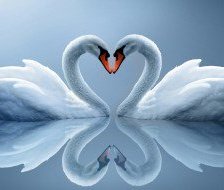 Схема вышивки «лебеди-любовь»