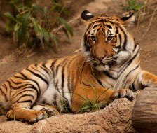 Схема вышивки «тигр»