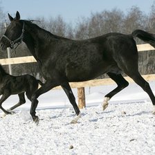 Схема вышивки «серия "кони"»