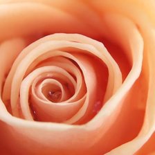 Схема вышивки «Роза»