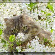 Схема вышивки «Серая киса в цветах вишни»