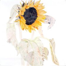 Схема вышивки «Подсолнуж»