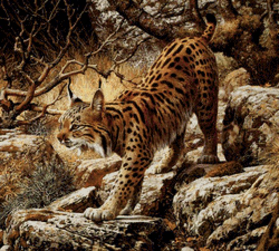 Рысь - дикие кошки, животные - предпросмотр