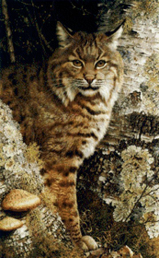 Рысь - дикие кошки, животные - предпросмотр