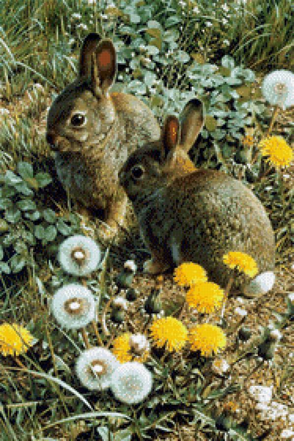 Зайчики - животные - предпросмотр